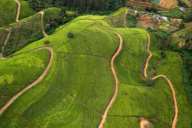 Nuwara Eliya